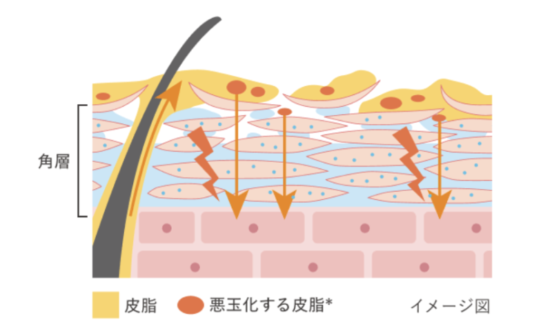 「カネボウ スキン ハーモナイザー」の特徴①｜“悪玉化する皮脂”が肌の奥に浸透するのを防ぐ！