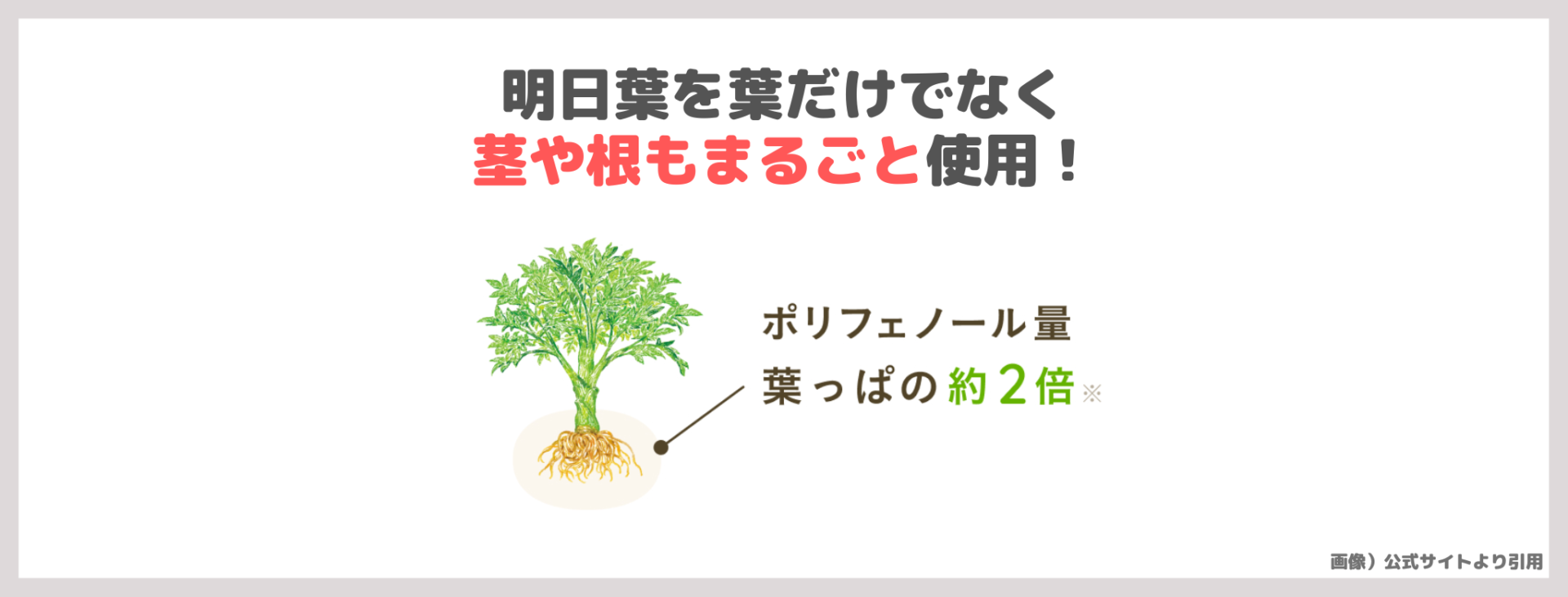 「boco to deco（ボコとデコ）」 の特徴②｜明日葉を葉だけでなく茎や根もまるごと使用！